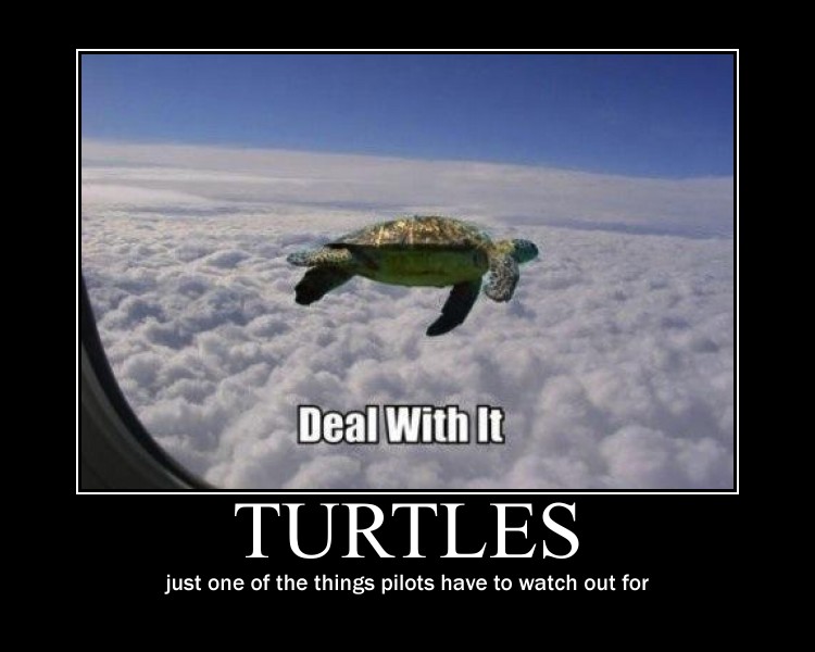 Inspirational turtle quote image 5