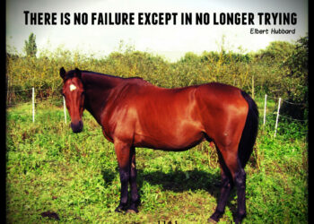 10 Inspirational Quotes About Horses