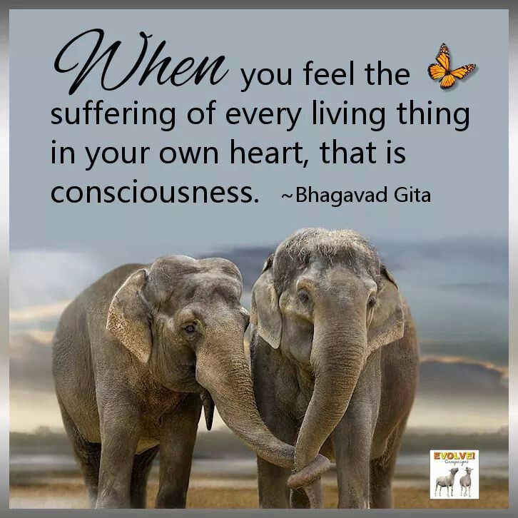 Elephants Quotes