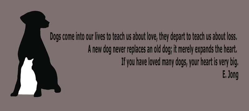 Funny Quotes About Veterinarians