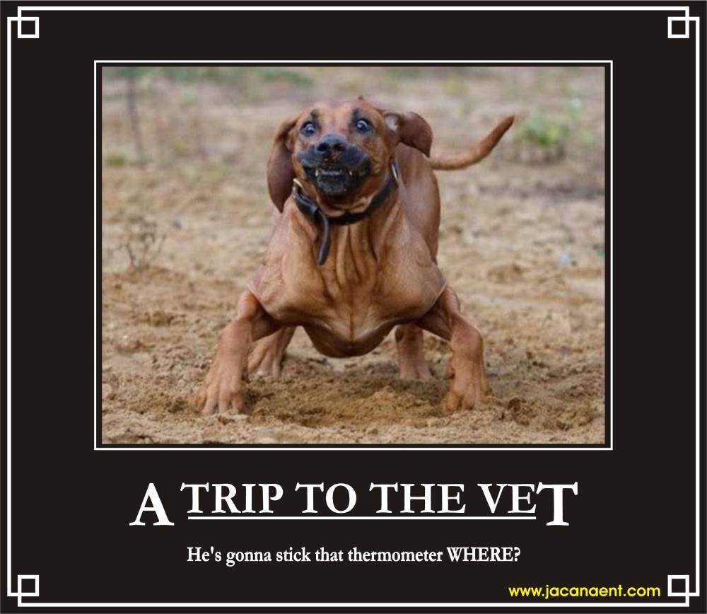 Veterinarian Quotes Inspirational