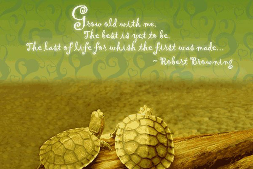 Inspirational turtle quote image 3