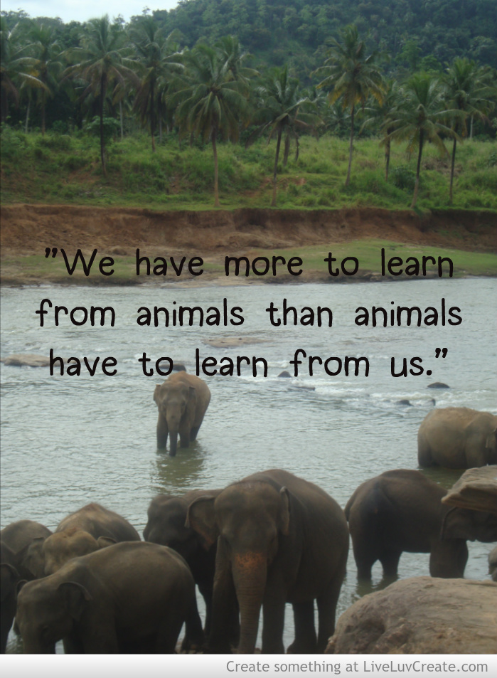 Inspirational Quotes About Elephants