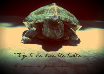 10 Inspirational Quotes About Turtles