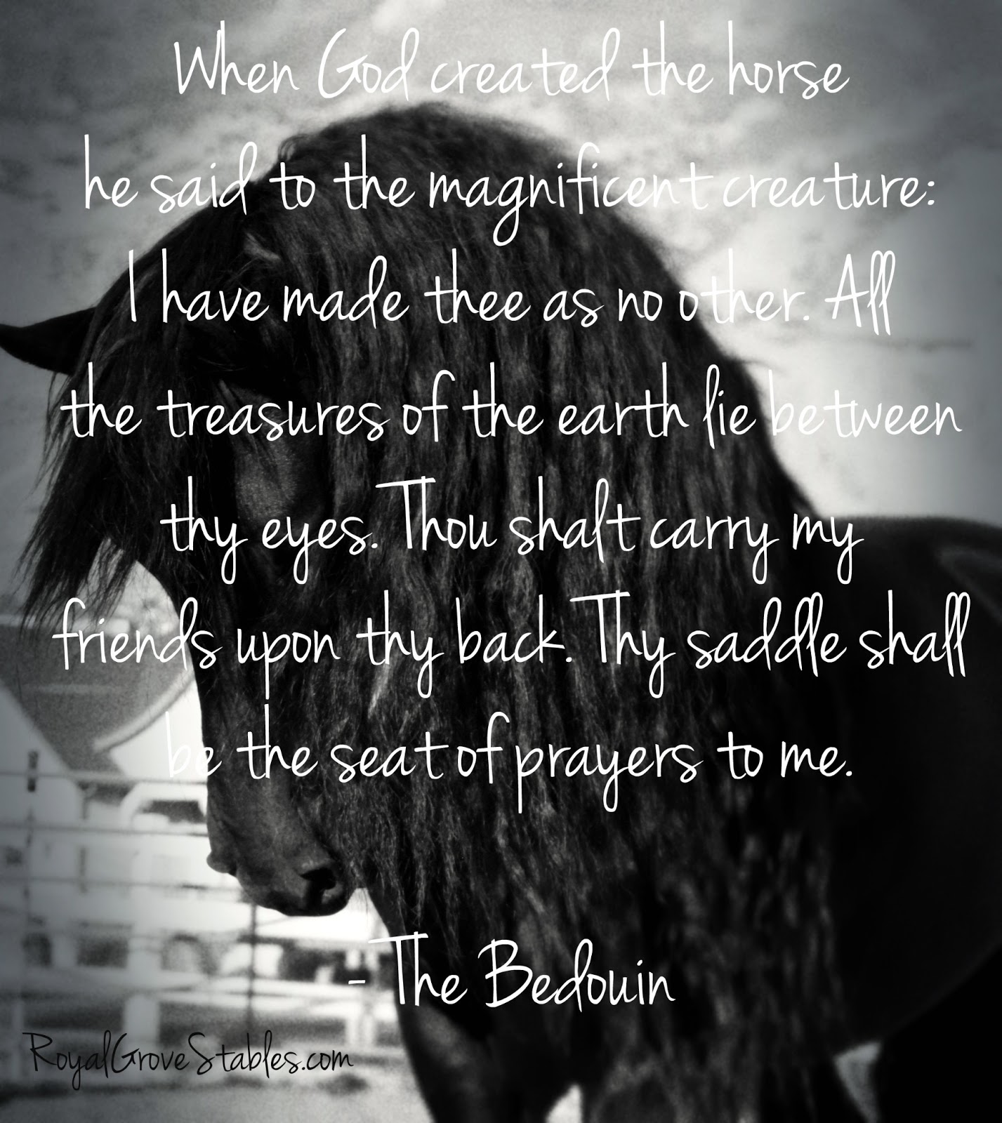 Inspirational Quotes For Horse Lovers