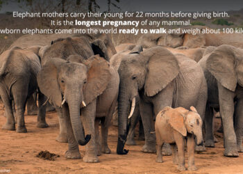 10 Inspirational Quotes About Elephants