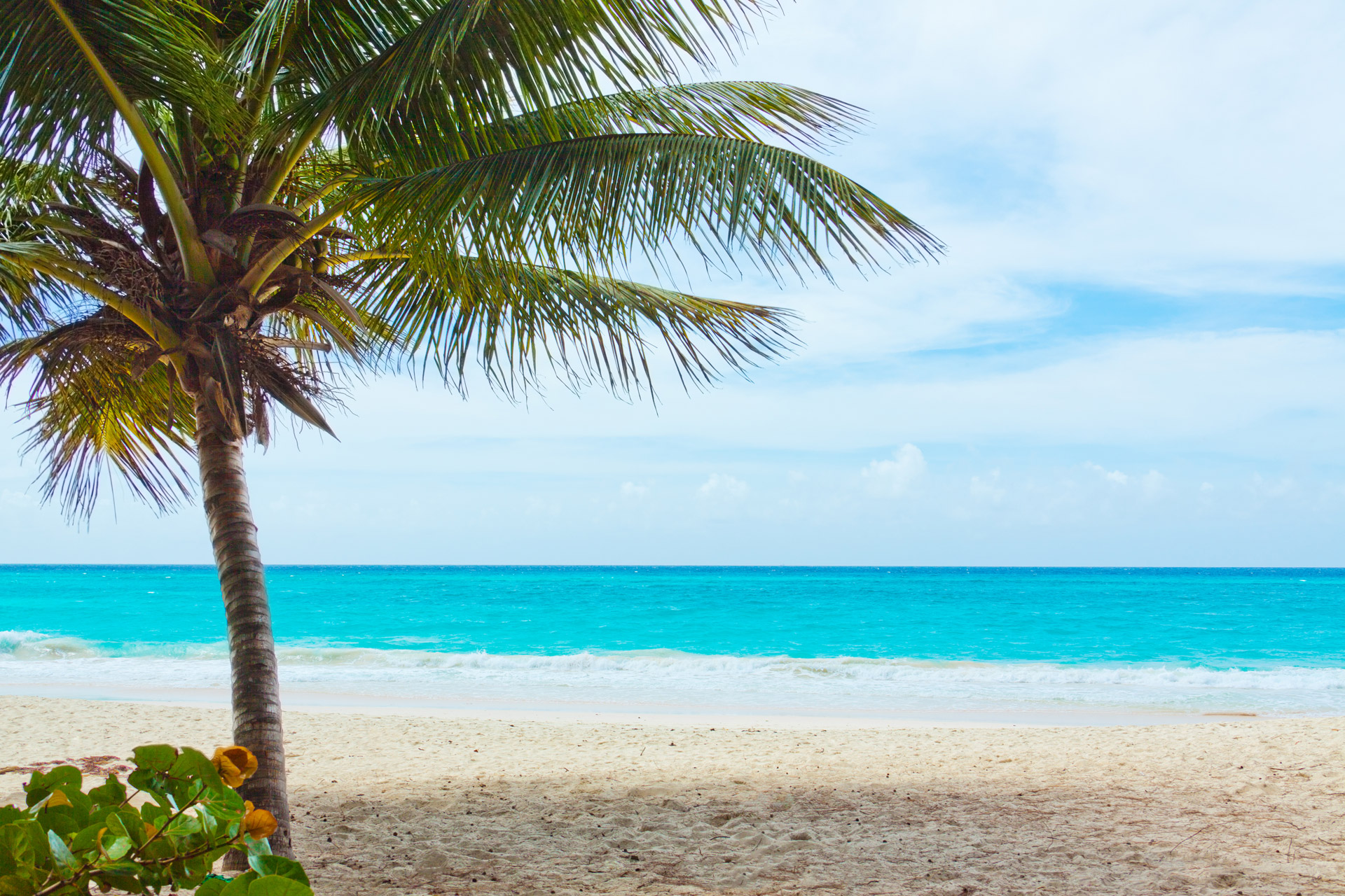 Palm and Beach